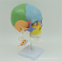 Supporting manufacturers Plastic numbered skull model